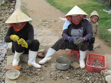 Công việc gỡ hàu trên cạn cũng tốn khá nhiều thời gian