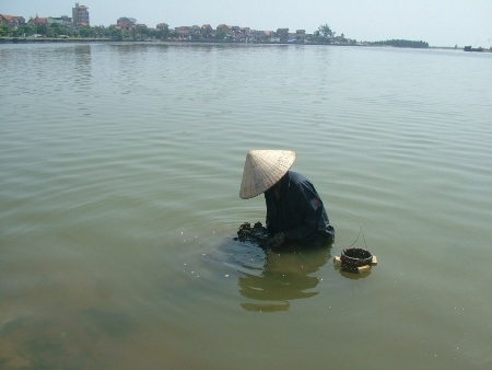 Công việc gỡ hàu trên cạn cũng tốn khá nhiều thời gian