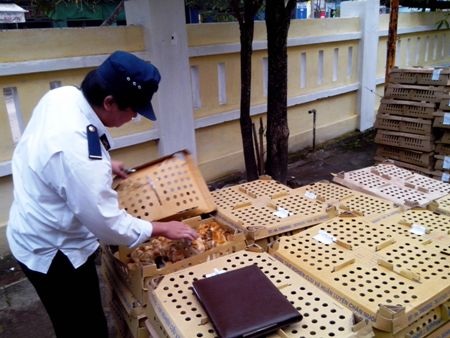 Bắt giữ hơn 1.500 con gia cầm lậu trên 2 xe khách