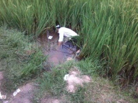Một thanh niên nằm chết dưới ruộng lúa - 1 Nạn nhân được người dân phát hiện chết trên ruộng lúa sau đó đã báo cho cơ quan chức năng