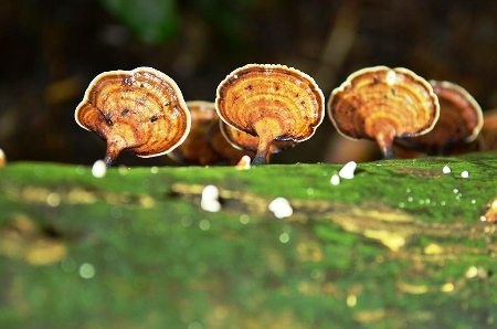 Vẻ đẹp mê hồn của thung lũng Sinh Tồn - hang Thủy Cung - 11 Ngắm nấm lạ mọc trên những thân gỗ mục