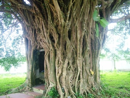 Ngôi miếu cổ được bao bọc bởi cây si hàng trăm năm tuổi