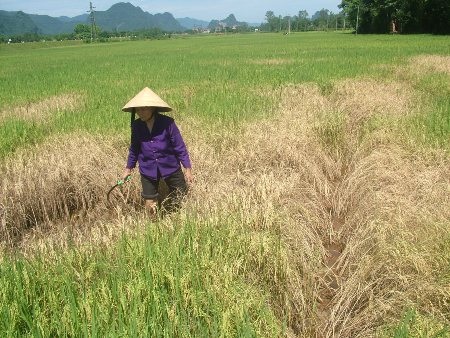Hàng nghìn ha lúa trên địa bàn Quảng Bình bị rầy nâu phá hoại nặng
