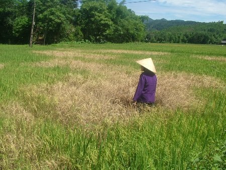 Dịch rầy nâu phá hoại đã đẩy hàng trăm nông dân lâm vào cảnh điêu đứng