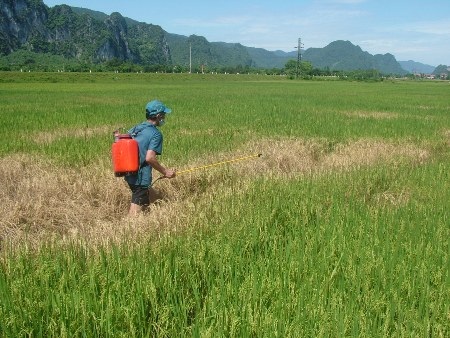 Ông Hoàng Vinh phun thuốc trừ sâu lần thứ 3 nhưng vẫn không kiềm chế được sự lây lan rầy nâu