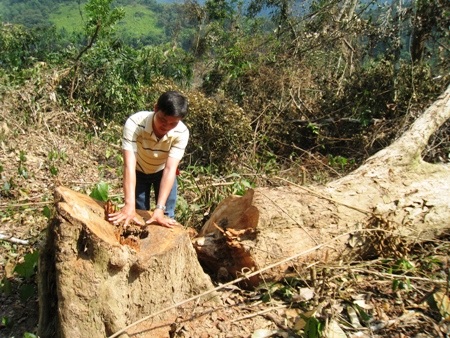 Lâm trường “đầu độc” gần 6.000 dân bằng thuốc diệt cỏ!