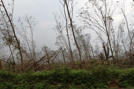 Đoàn cứu trợ chua xót trước cảnh gãy đổ ở rừng cao su Nông trường Việt Trung