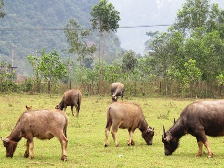 Tổng đàn trâu bò toàn huyện Minh Hóa hiện có trên 15.000 con