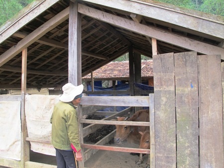 Ngoài rơm ra, lá lạc phơi khô, người dân còn cắt cỏ, lá trong rừng về cho trâu bò ăn