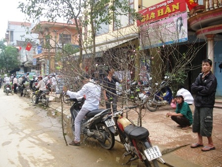 Mai nở rộ nhưng cũng vắng khách mua