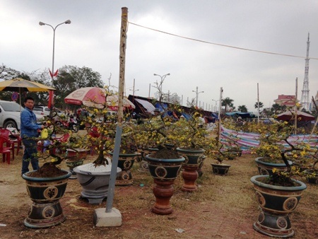 Mai nở rộ nhưng cũng vắng khách mua