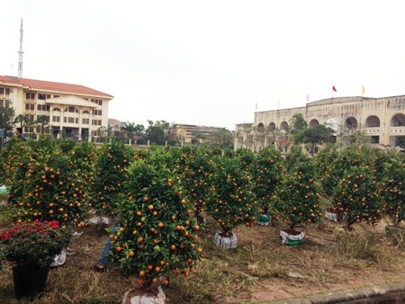 Mai nở rộ nhưng cũng vắng khách mua