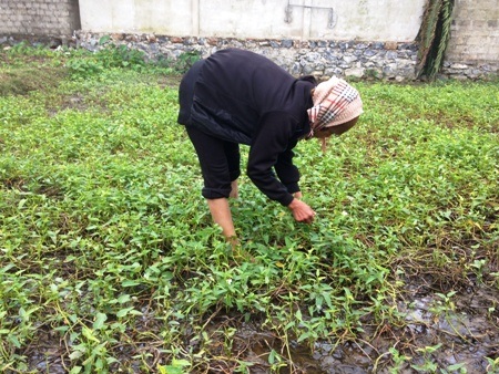 Vườn rau muống trước nhà cũng là nguồn thu chính của mẹ con chị Nguyệt