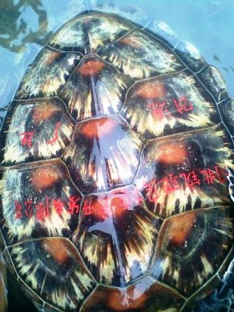 Trên mai con rùa có khắc hai dòng chữ Hán