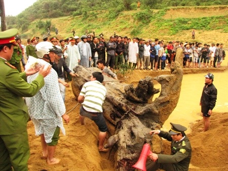 Vụ trục vớt gỗ sưa: Trùm buôn gỗ trả gần 1 tỷ, lãi 5 tỷ đồng?