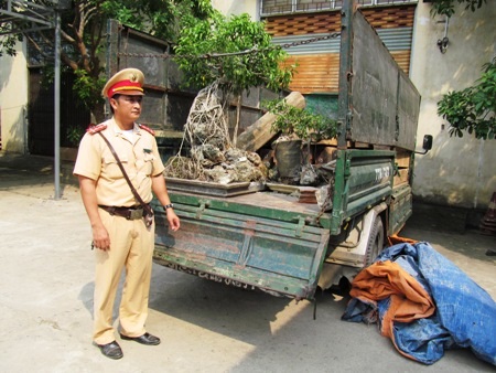 Giấu gỗ quý dưới các lớp cây cảnh