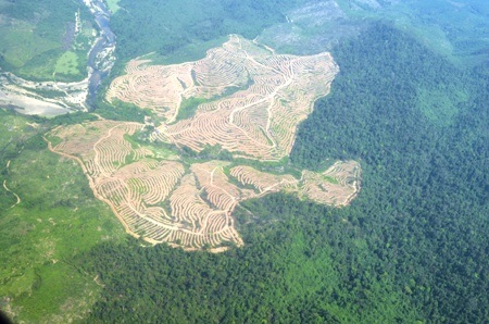 Rừng cao ru mới trồng ở vùng lõi VQG Phong Nha - Kẻ Bàng