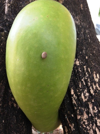 Quả đào tiên cuộn tròn giữa thân cây.