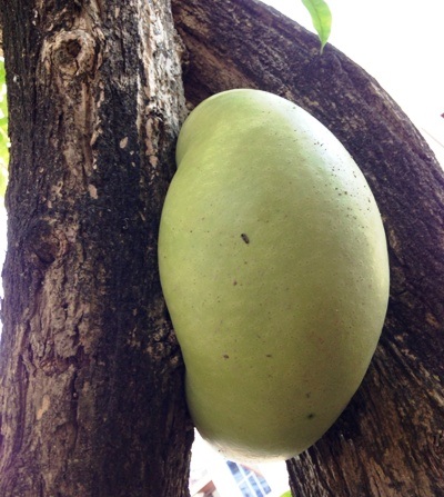 Quả đào tiên cuộn tròn giữa thân cây.