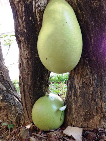 Phía sát dưới đất cũng có quả mọc.