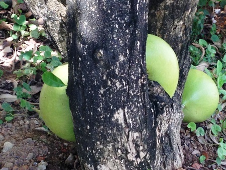 Được biết, quả đào tiên có thể được dùng để chữa các bệnh như nhuận tràng, tẩy xổ.