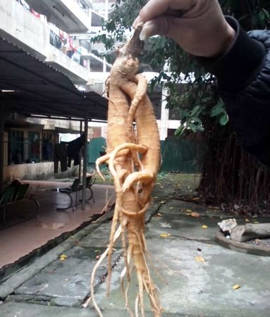 Quảng Bình: Hai cha con nhập viện vì uống rễ cây rừng