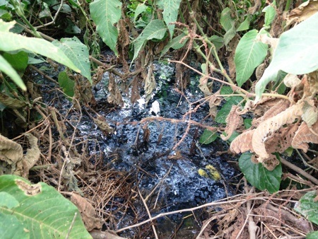 Còn nguồn nước thải xả ra mùi tanh, nồng nặc