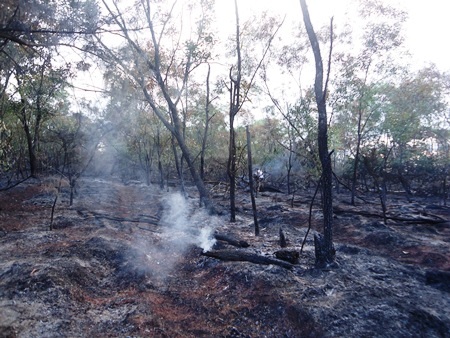 Hơn 5 hecta rừng phòng hộ ven biển bị “bà hỏa” thiêu rụi