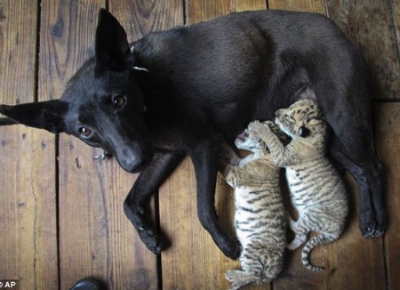 Mèo mẹ nuôi 30 gà con - 2