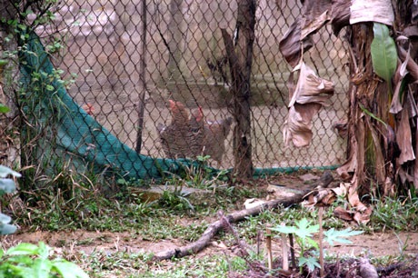 Ngắm nhà vườn “như trong mơ” của diva Mỹ Linh