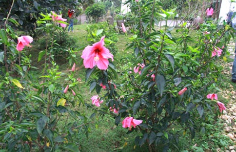 Ngắm nhà vườn “như trong mơ” của diva Mỹ Linh