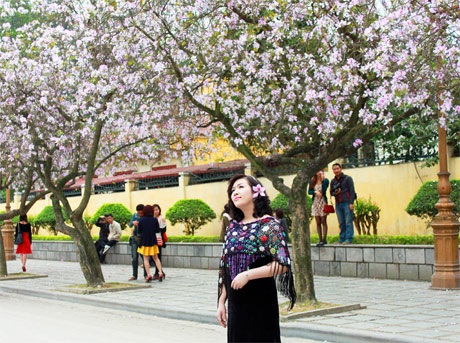 Hoàng Dung hát giữa bạt ngàn hoa ban