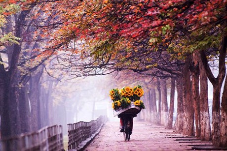Nghe lại những "tuyệt phẩm" âm nhạc về mùa thu - 1 Hà Nội mùa thu, cây cơm nguội vàng, cây bàng lá đỏ... (Ảnh st)