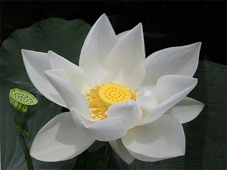 Tác phẩm Tinh khiết của Phạm Thị Kim Thanh đoạt giải nhì