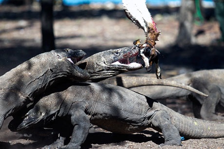 Tuy nhiên nhìn thấy cảnh săn mồi rùng rợn của loài rồng Komodo....