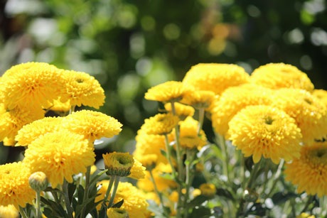 Hội Hoa Cúc chùa Ba Vàng tưng bừng tại Quảng Ninh