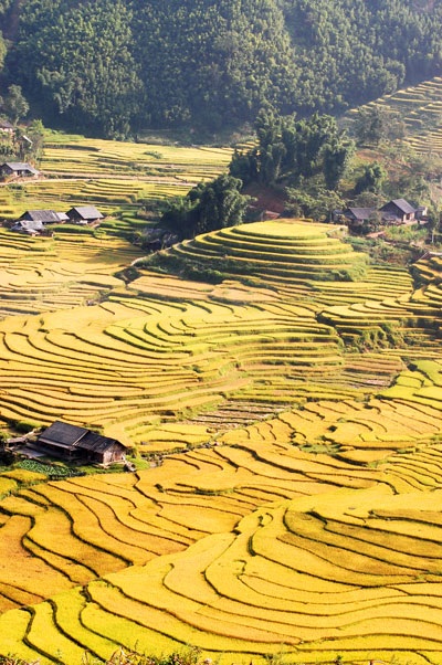 Vẻ đẹp độc đáo của Di tích quốc gia danh lam thắng cảnh ruộng bậc thang Sa Pa