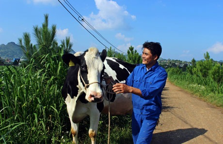 Tưng bừng ngày hội Hoa hậu bò sữa Mộc Châu 2014 - 2 Normal