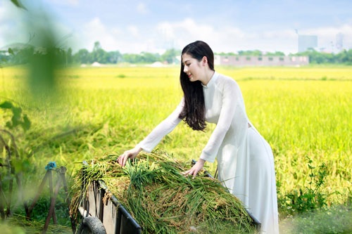 Á hậu Tú Anh xinh tươi như bông hoa giữa đồng lúa vàng - 10 Hà Thanh