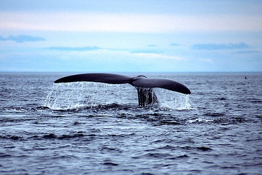 Một chú cá voi đầu bò đang biểu diễn giữa đại dương