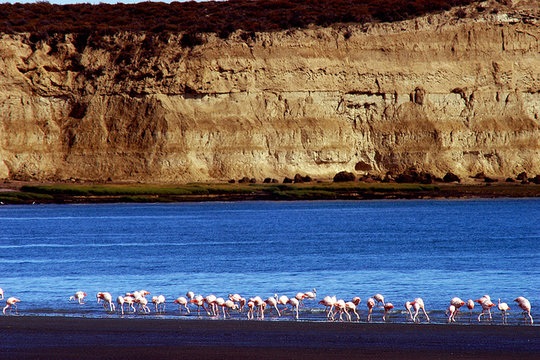 Bầy chim hồng hạc trên Bán đảo Valdes