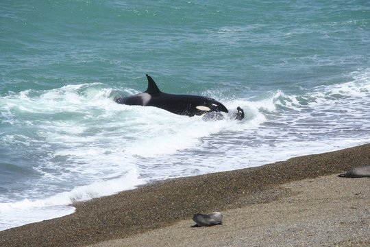 Orca được mệnh danh là Sát thủ đại dương