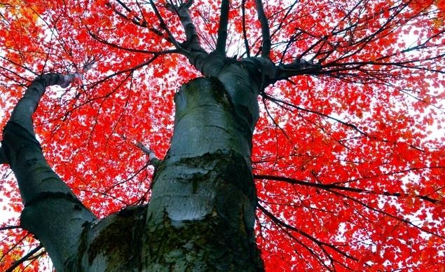 Thu đến mang theo sắc đỏ tới thành phố Ann Arbor thuộc tiểu bang Michigan