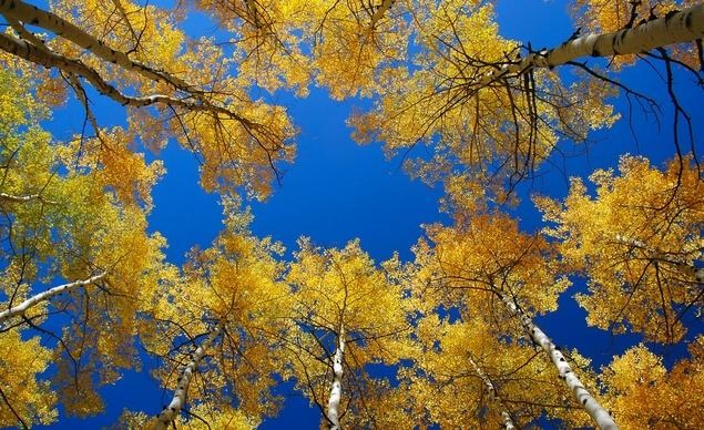 Rực rỡ sắc vàng tại Aspens, tiểu bang Colorado