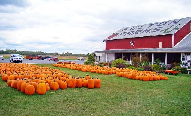  Những quả bí ngô là một biểu tượng của mùa thu tại vùng nông thôn tiểu bang Ohio