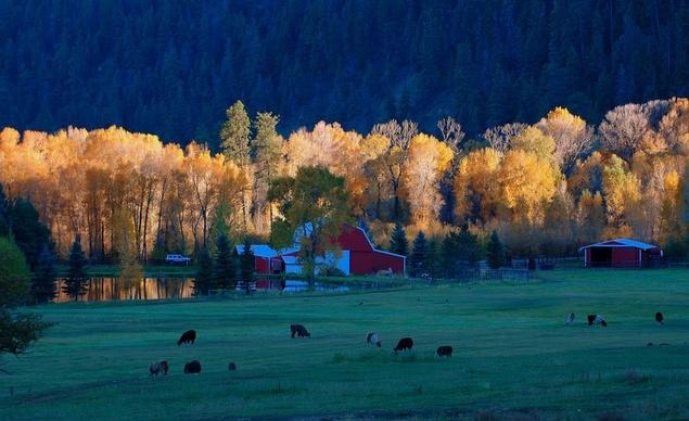 Tại trang trại lạc đà không bướu gần Durango, Colorado