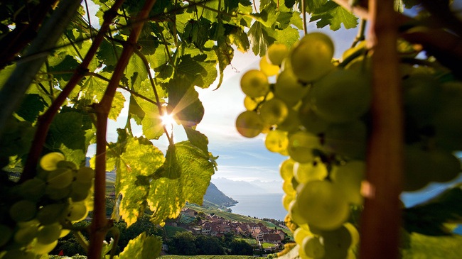 Lavaux Vineyard Terraces được công nhận là Di sản thế giới vào năm 2007. 