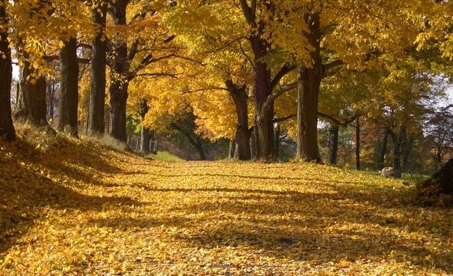 “Chiếc áo mùa thu vàng óng tại công viên quốc gia Rockefeller, quận Westchester, New York