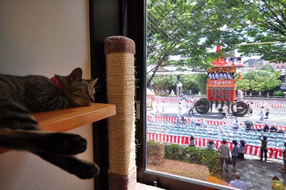 Ghé thăm quán cà phê mèo hoang nổi tiếng tại Kyoto - 9 Mèo ở quán được đặt tên theo các loài hoa và các loại kem