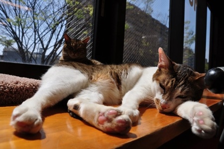 Có một quy định tại quán là: Khách hàng không được phép làm phiền mèo đang ngủ